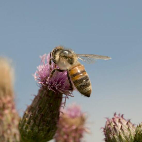 Megachile rotundata: Animal in habitat Natural Meadow in the NatureSpots App