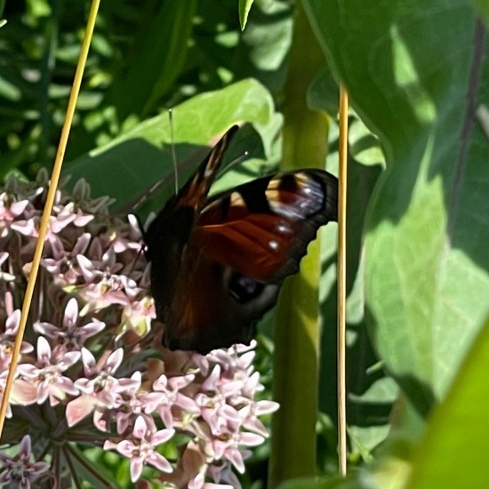 Asclepias syriaca: Plant in habitat Buffer strip in the NatureSpots App