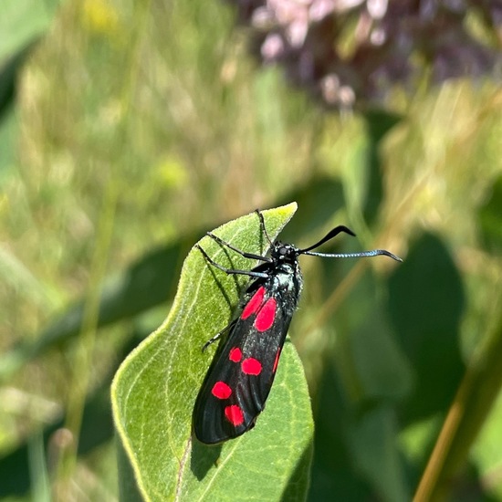 Six-spot Burnet: Animal in habitat Buffer strip in the NatureSpots App