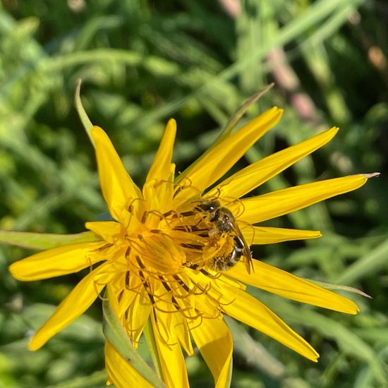 Lasioglossum speculatum: Animal in nature in the NatureSpots App