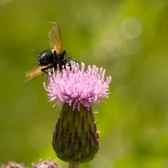 Zophomyia temula: Animal in habitat Grassland in the NatureSpots App