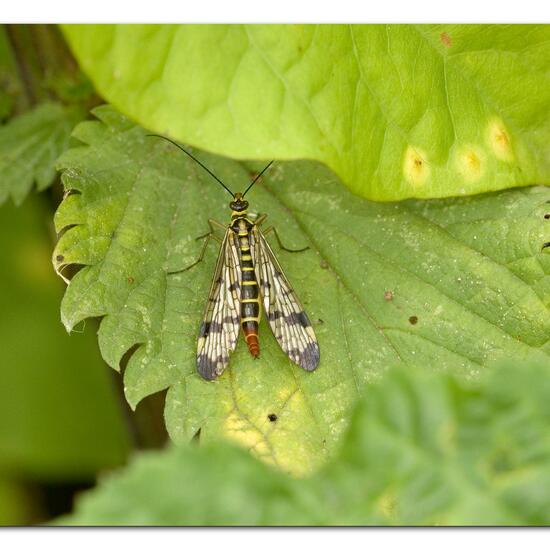 Panorpa communis raehlei: Animal in habitat Grassland in the NatureSpots App