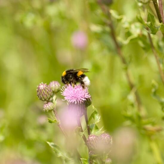 Bumble bee: Animal in habitat Natural Meadow in the NatureSpots App