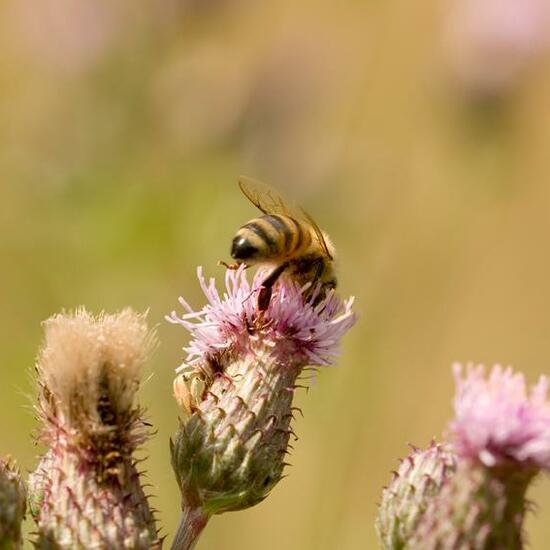 Apis mellifera: Animal in habitat Natural Meadow in the NatureSpots App