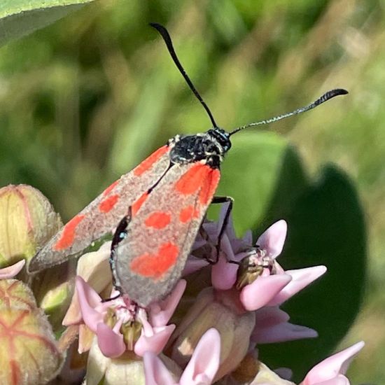 Six-spot Burnet: Animal in habitat Buffer strip in the NatureSpots App