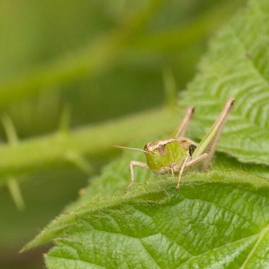 Pseudochorthippus parallelus: Animal in habitat Grassland in the NatureSpots App