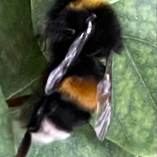 Bumble bee: Animal in habitat Garden in the NatureSpots App