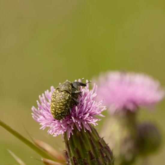 Larinus turbinatus: Animal in habitat City or Urban habitat in the NatureSpots App