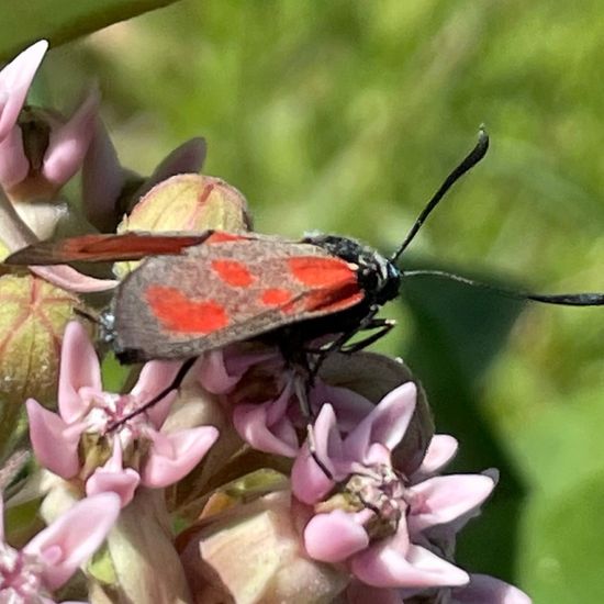 Six-spot Burnet: Animal in habitat Buffer strip in the NatureSpots App