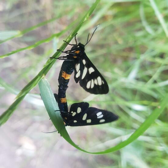 Nine-spotted moth: Animal in habitat Semi-natural grassland in the NatureSpots App