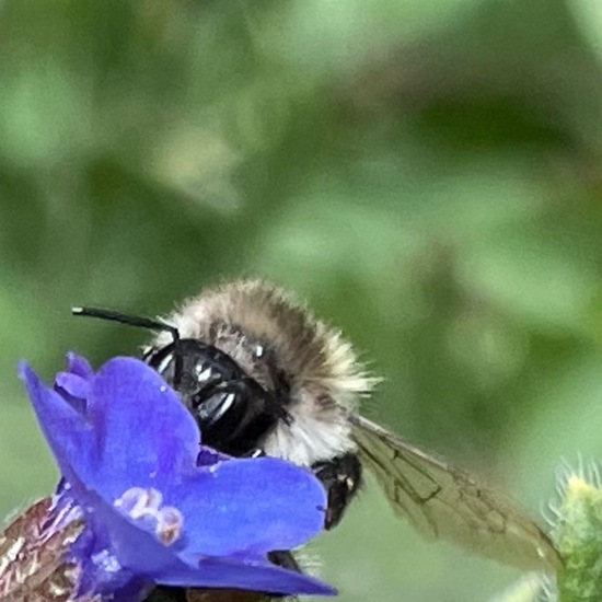 Bombus pascuorum: Animal in habitat Garden in the NatureSpots App