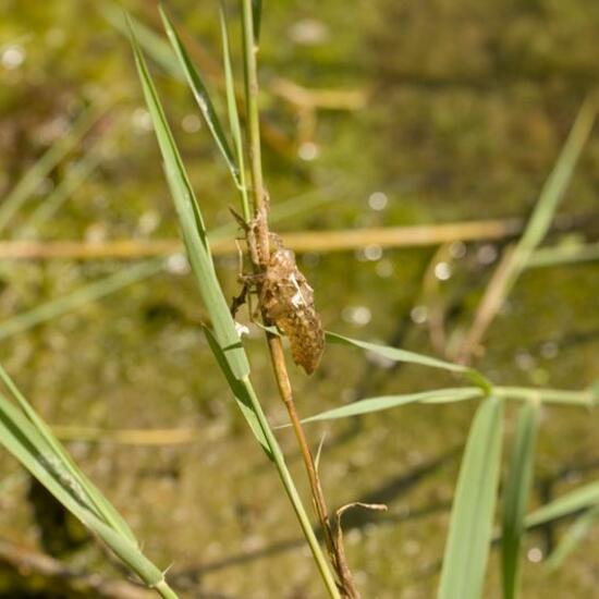 Odonata: Animal in habitat Grassland in the NatureSpots App