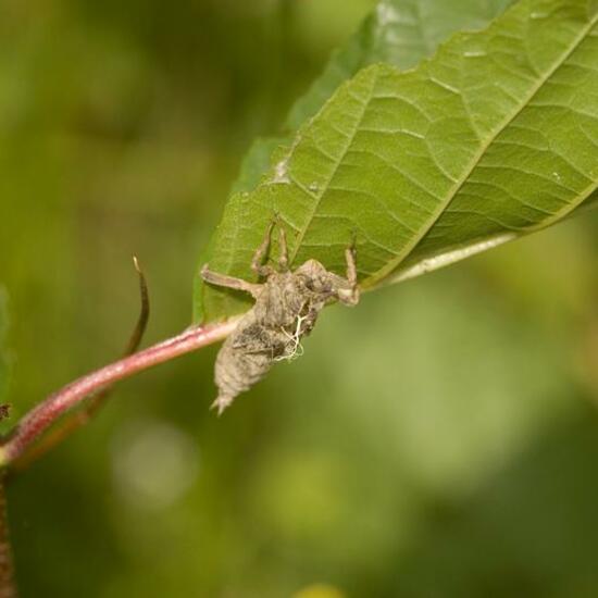 Odonata: Animal in habitat Grassland in the NatureSpots App