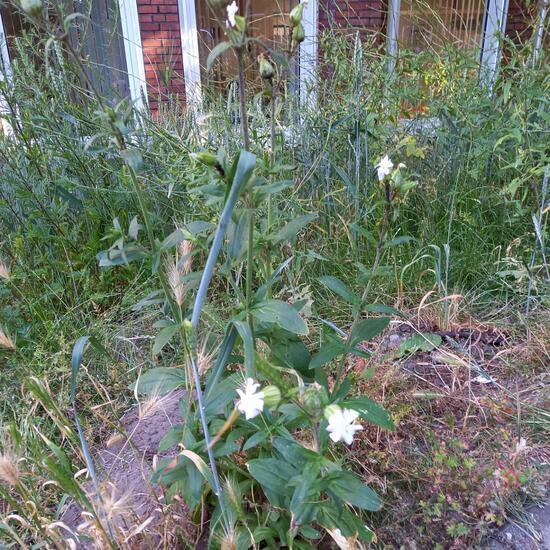 Silene latifolia: Plant in habitat Sub-urbia in the NatureSpots App