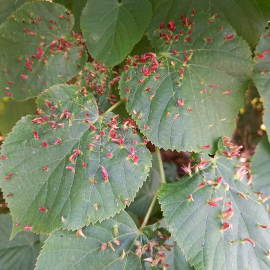 Corylus: Plant in nature in the NatureSpots App