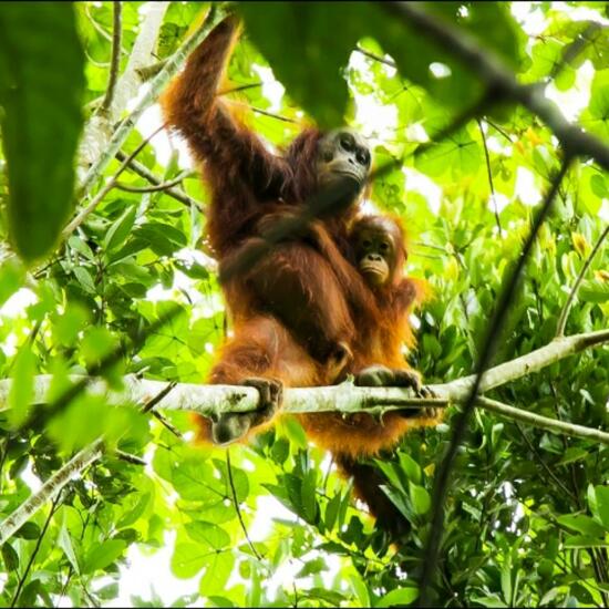 Orangutan: Animal in habitat Tropical forest in the NatureSpots App