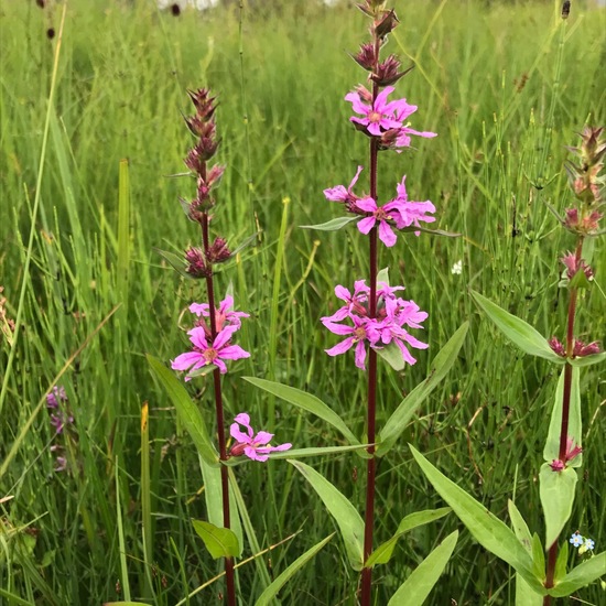 Lythrum salicaria: Plant in habitat Bog in the NatureSpots App