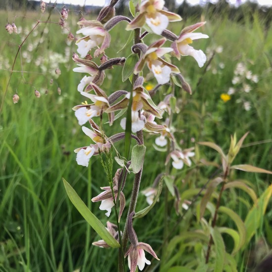 Epipactis palustris: Plant in habitat Bog in the NatureSpots App