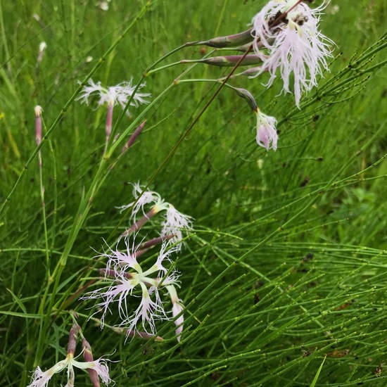 Dianthus superbus: Plant in habitat Bog in the NatureSpots App