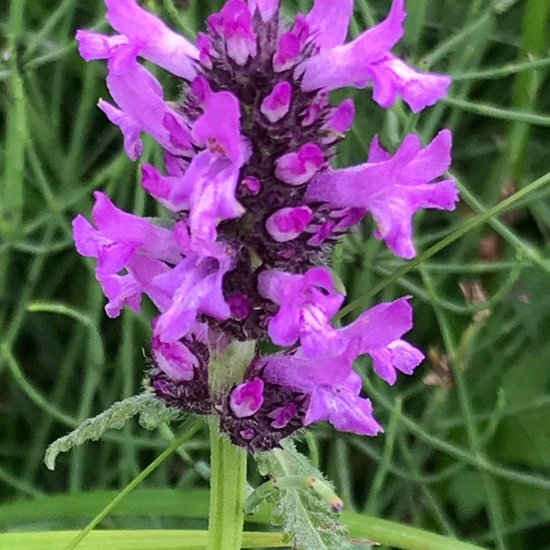 Betonica officinalis: Plant in habitat Bog in the NatureSpots App