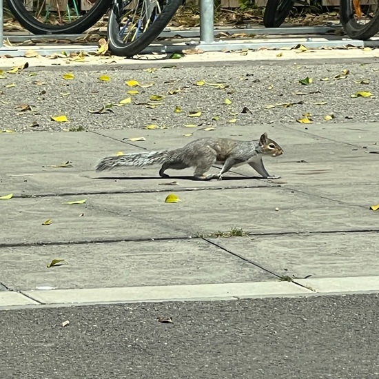 Eastern gray squirrel: Animal in habitat City and Urban in the NatureSpots App