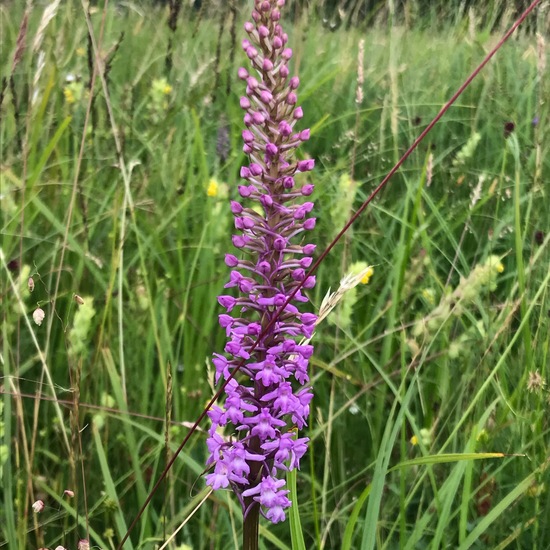 Gymnadenia conopsea: Plant in habitat Bog in the NatureSpots App