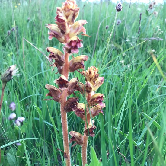 Orobanche gracilis: Plant in habitat Bog in the NatureSpots App