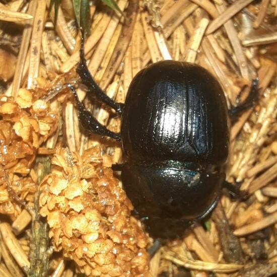 Anoplotrupes stercorosus: Animal in nature in the NatureSpots App