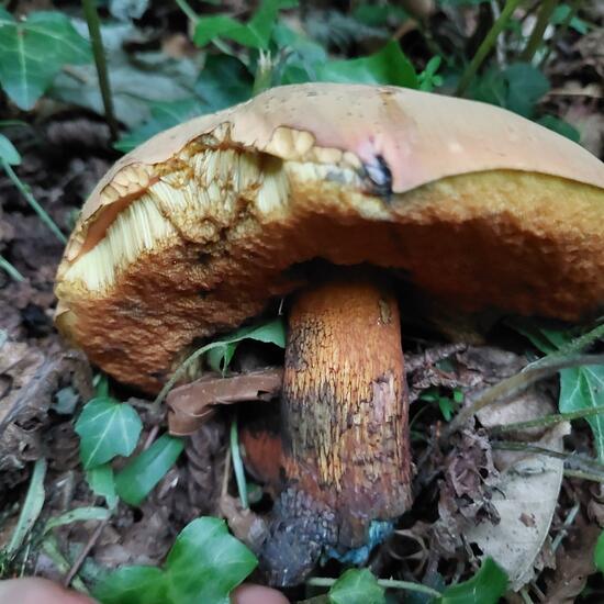 Suillellus luridus: Mushroom in habitat Temperate forest in the NatureSpots App