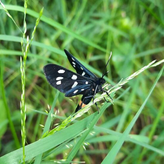 Nine-spotted moth: Animal in nature in the NatureSpots App