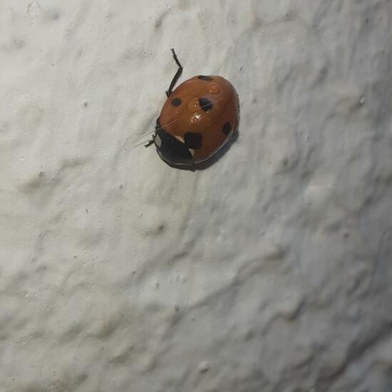 Coccinella septempunctata: Animal in nature in the NatureSpots App