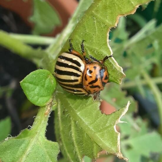 Colorado potato beetle: Animal in nature in the NatureSpots App