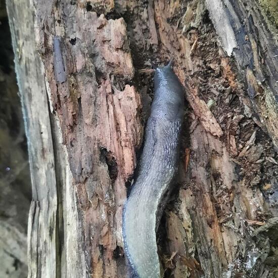 Limax maximus: Animal in nature in the NatureSpots App