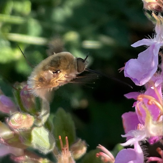 Bombyliidae: Animal in habitat Grassland in the NatureSpots App