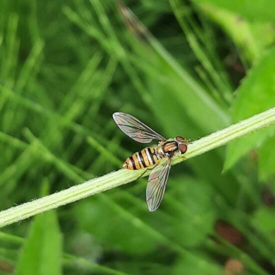 Episyrphus balteatus: Animal in nature in the NatureSpots App