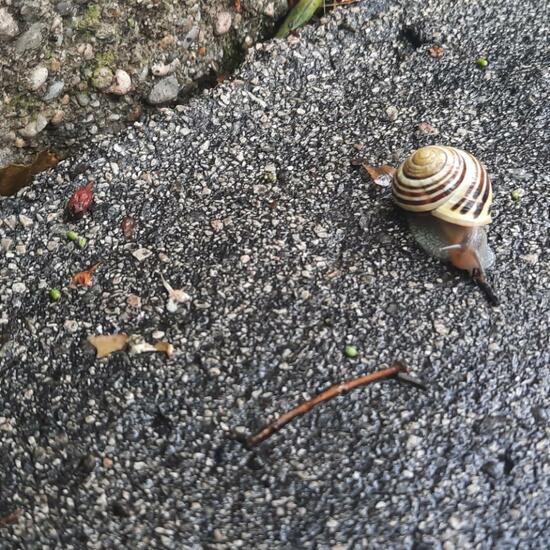 White-lipped snail: Animal in habitat City and Urban in the NatureSpots App