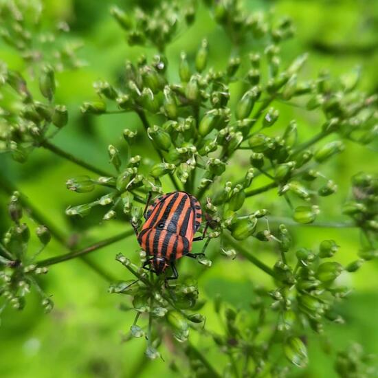 Graphosoma lineatum: Animal in nature in the NatureSpots App