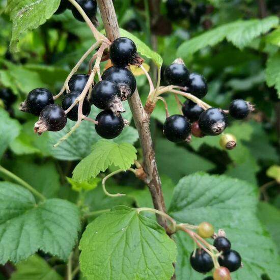 Ribes: Plant in nature in the NatureSpots App