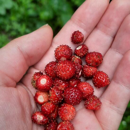 Fragaria vesca: Plant in nature in the NatureSpots App