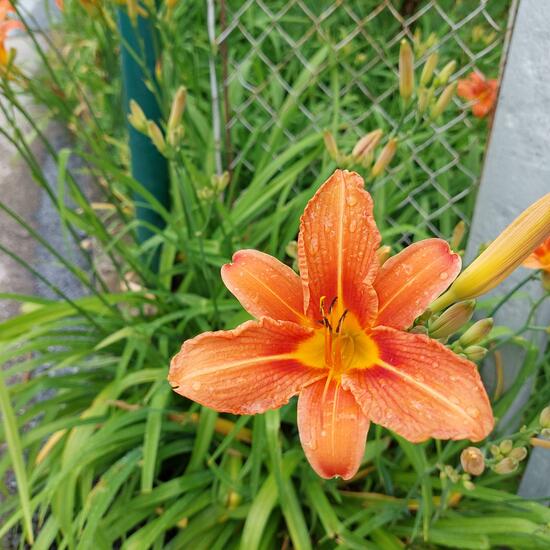 Hemerocallis fulva: Plant in habitat Garden in the NatureSpots App