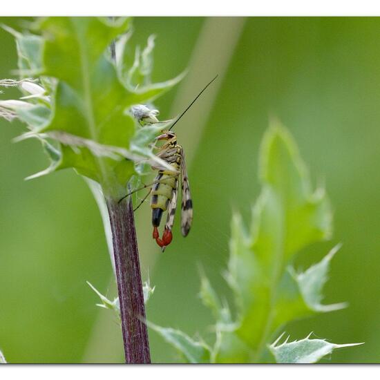 Unknown species: Animal in habitat Natural Meadow in the NatureSpots App