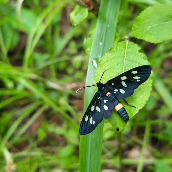 Nine-spotted moth: Animal in nature in the NatureSpots App