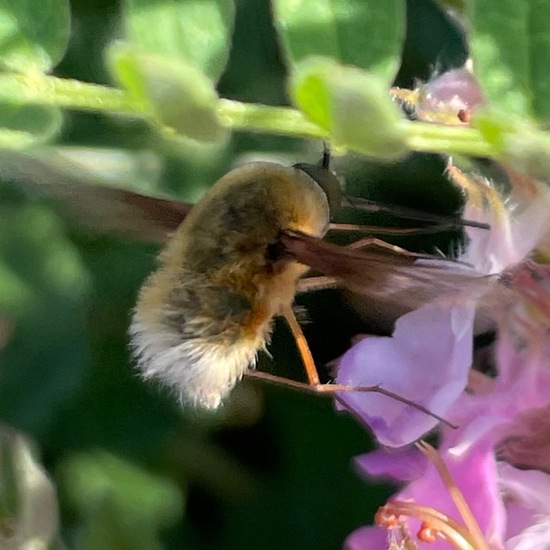 Bombyliidae: Animal in habitat Grassland in the NatureSpots App