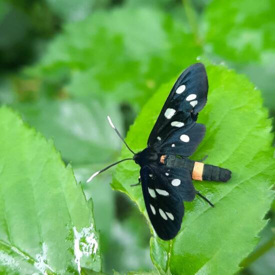 Nine-spotted moth: Animal in nature in the NatureSpots App