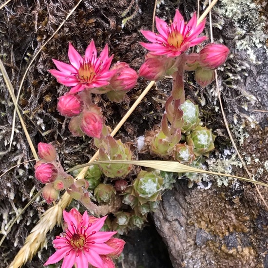 Sempervivum arachnoideum: Plant in habitat Rock areas in the NatureSpots App