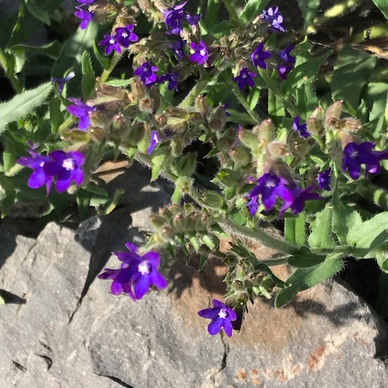 Anchusa: Plant in habitat Rock areas in the NatureSpots App