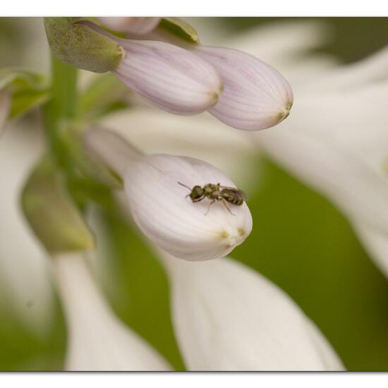 Lasioglossum morio: Animal in habitat Garden in the NatureSpots App