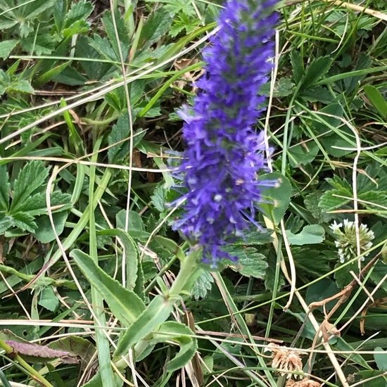 Veronica spicata: Plant in habitat Rock areas in the NatureSpots App