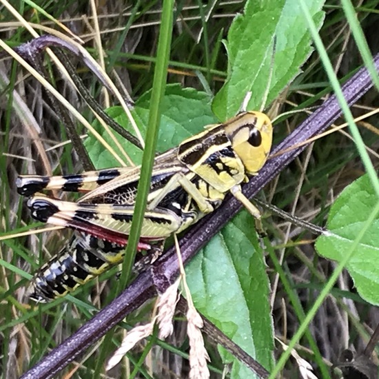 Arcyptera fusca: Animal in habitat Rock areas in the NatureSpots App