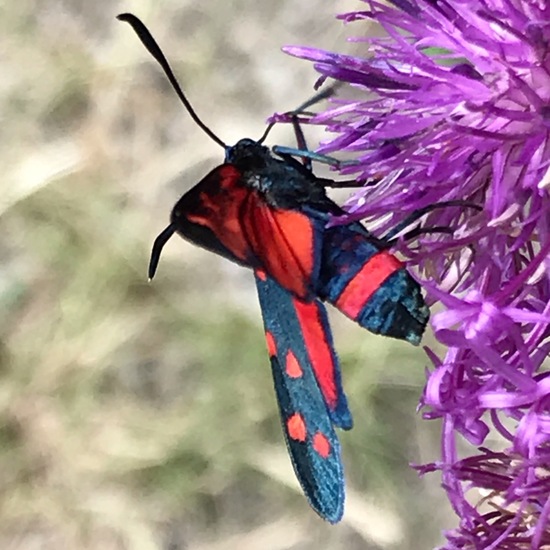 Zygaenidae: Animal in habitat Rock areas in the NatureSpots App